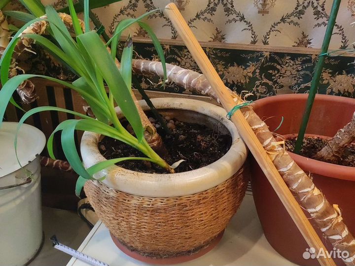 Пальма юкка