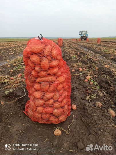 Продам картофель