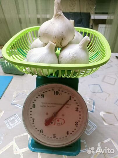Чеснок рокамболь