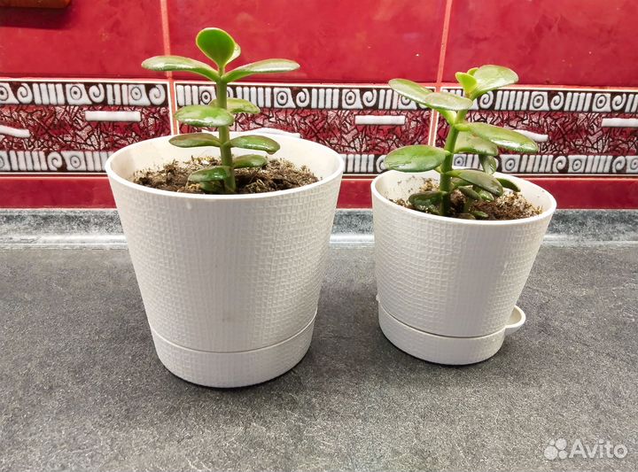 Крассула толстянка