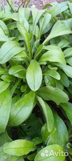 Продаю многолетники