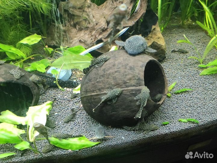 Мальки анциструса