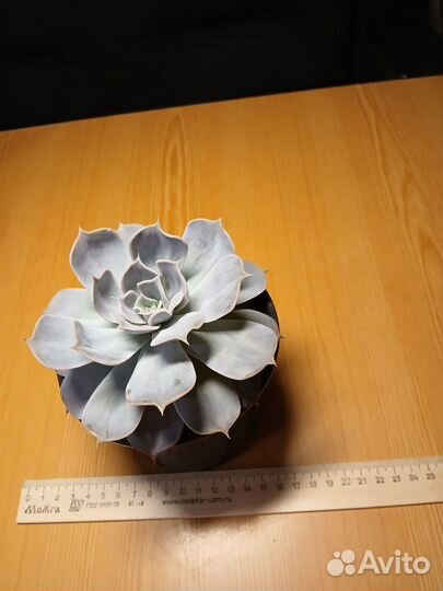 Суккуленты