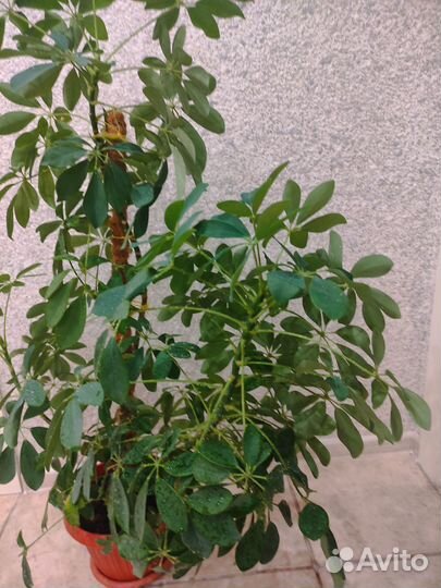 Шефлера 90 см