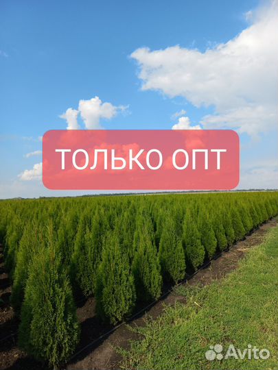 Туя западная Смарагд