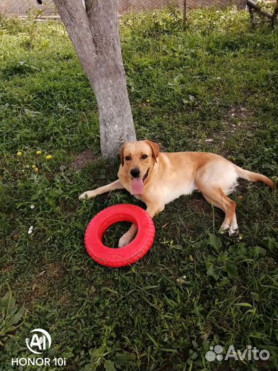 Лабрадор. Вязка