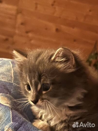 Котята в добрые руки мальчики котики