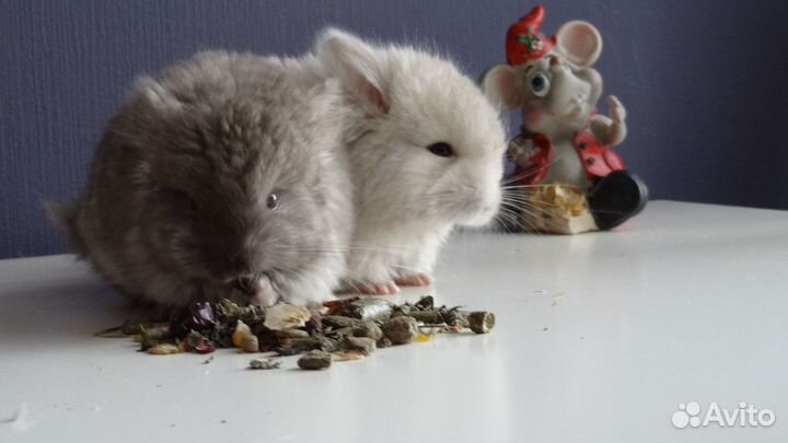 Шиншиллята