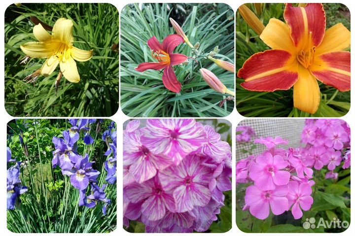 Многолетние цветы