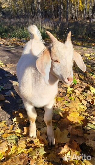 Нубийский козел