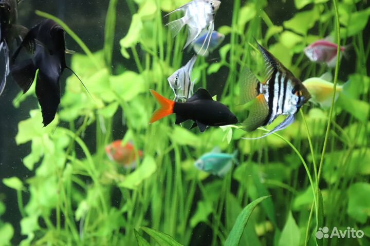 Продаю или обмениваю растения для аквариума