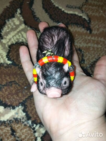 Свинка реборн