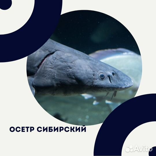 Рыба копченая холодного оптом с доставкой