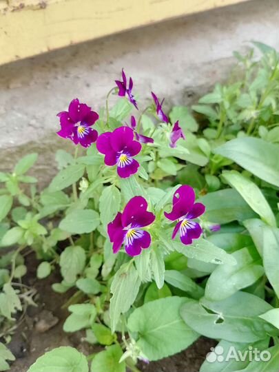 Виола рогатая