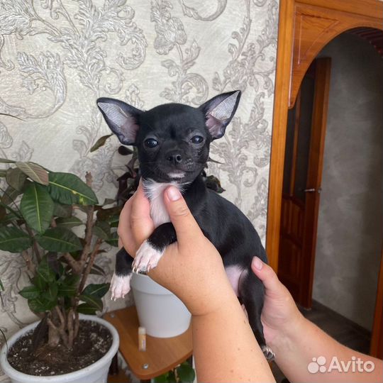 Щенки чихуахуа девочки