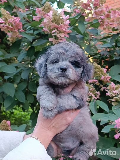 Мальтипу мальчики и девочки