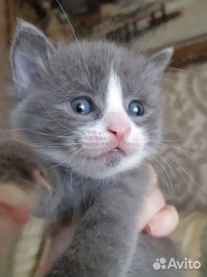 Котята в добрые руки бесплатно