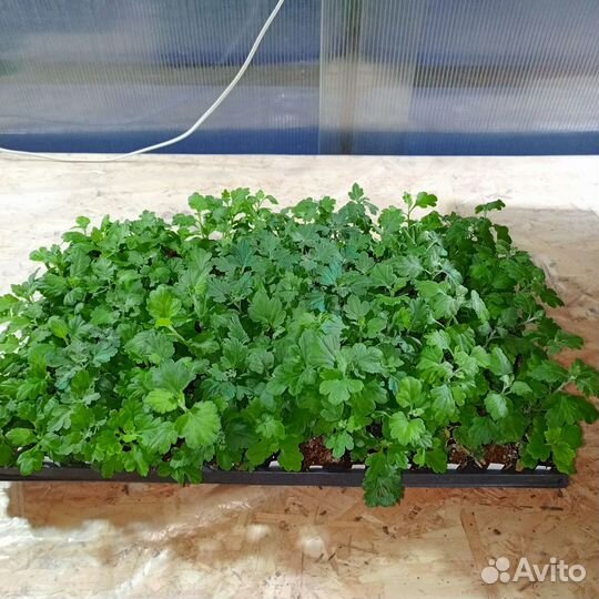 Пеларгония герань