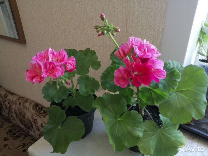 Герань пеларгония тюльпановидная