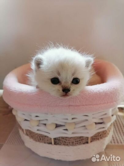 Шотландские котята с родословной