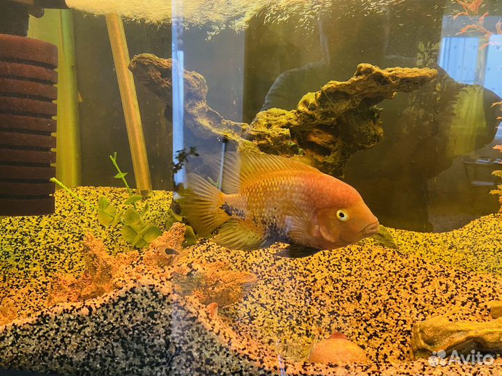 Рыба цихлозома радужная