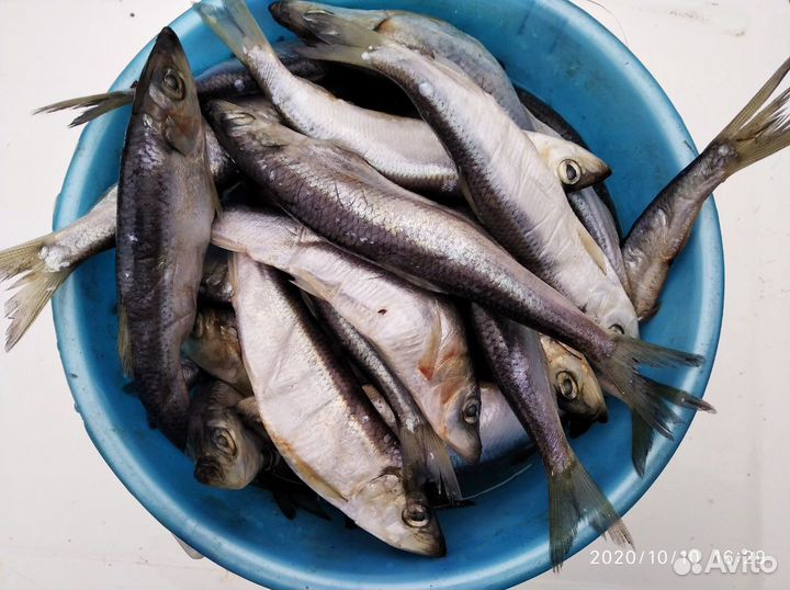 Рыба на корм животным