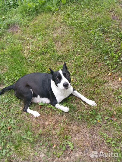 Щенки стаффорда