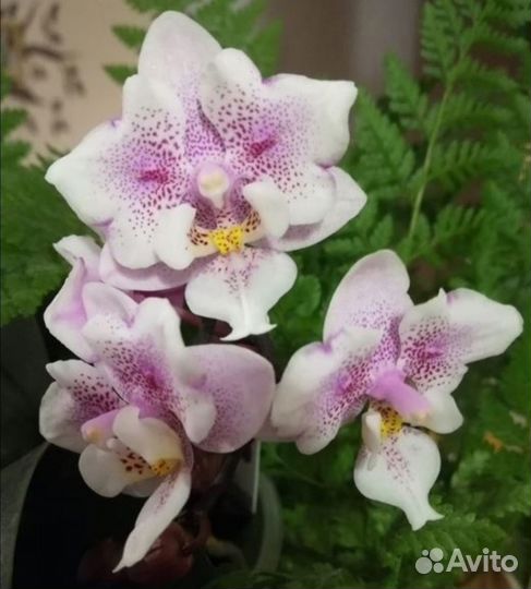 Орхидея, фаленопсис Jaiho pink girl es