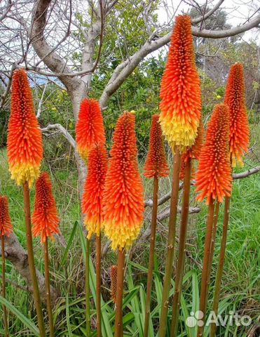 Книпхофия,флоксы,хоста,лилии,гортензии,астильба