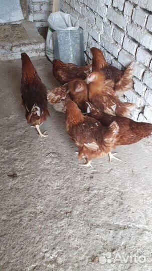 Куры Несушки