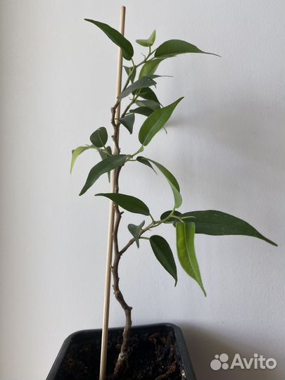 Цветы комнатные 120