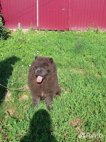 Щенки чау-чау