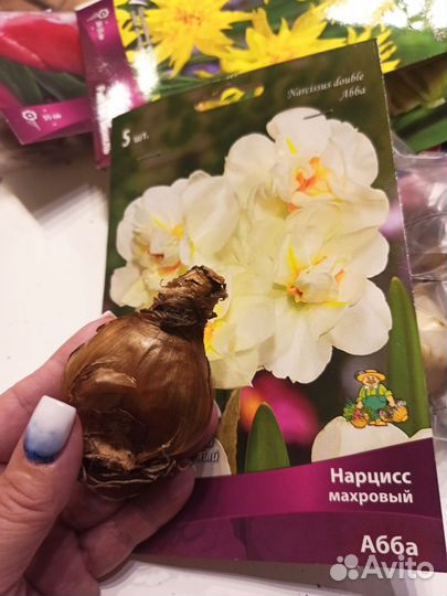 Луковичные цветы тюльпаны нарциссы