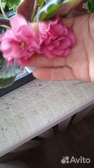 Цветущие фиалки для подарка