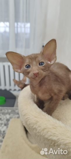 Ориентальные котята