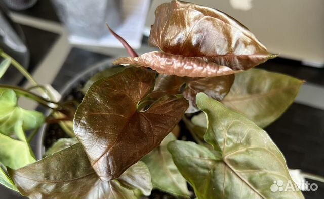 Сингониум Brocant