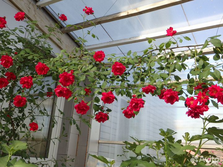 Саженцы винограда, роз, декоративных растений