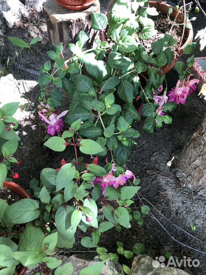 Черенки фуксии