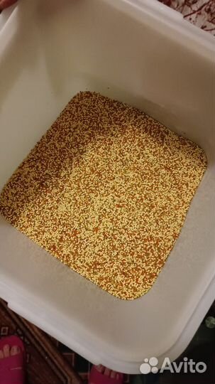 Пыльца цветочная (пчелиная)