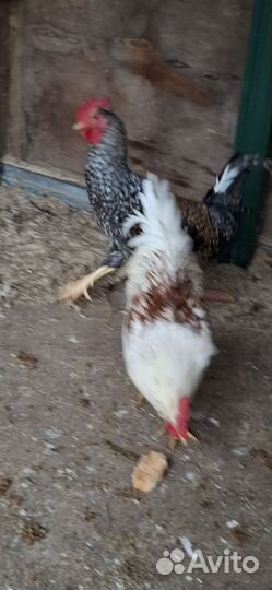 Молодые петухи доменанты