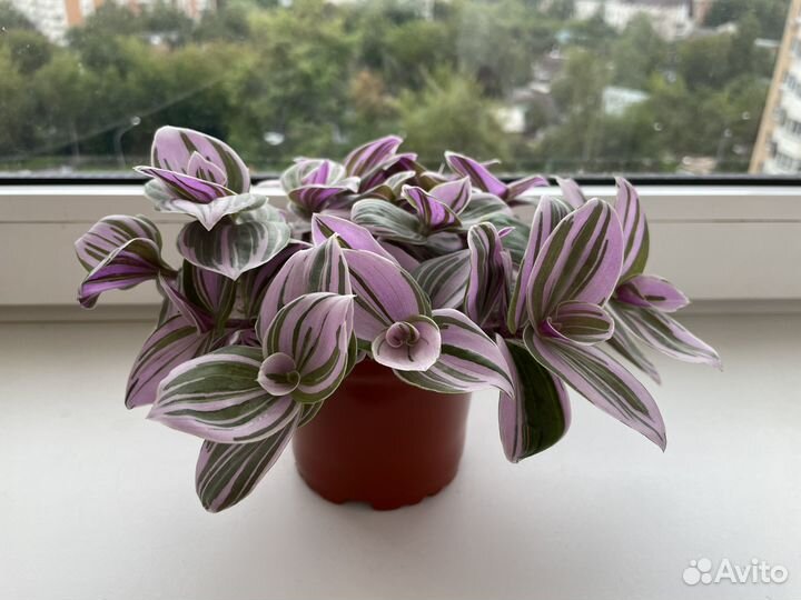 Традесканция розовая черенки (срез) и укоренённые