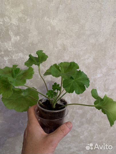 Пеларгония