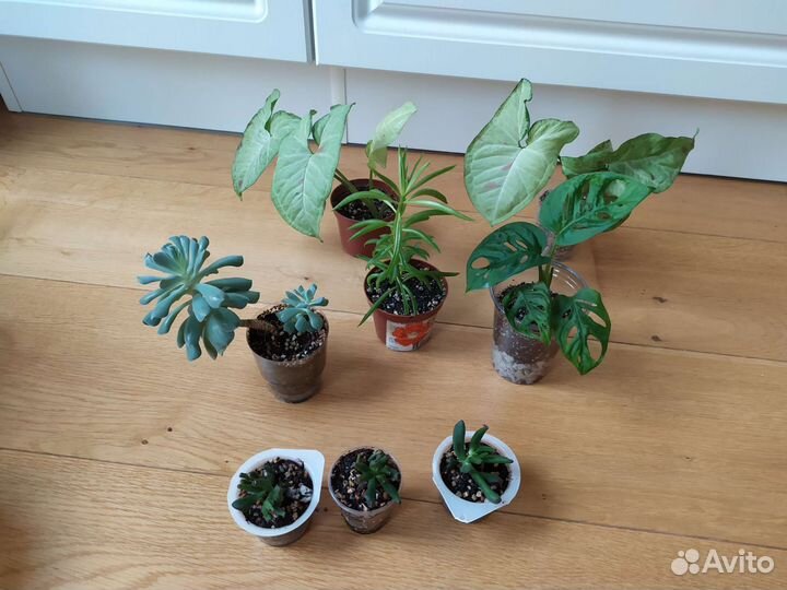 Комнатные цветы