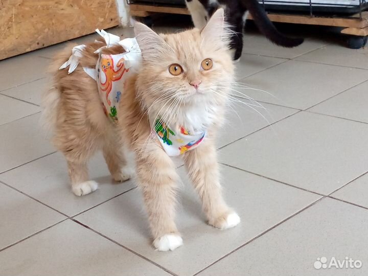 Кошка ищет дом