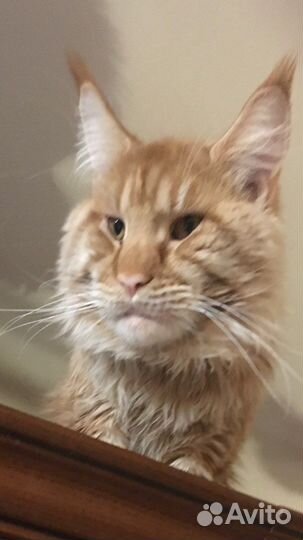 Мейнкун полидакты котята и вязка