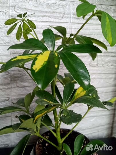 Шефлера вариегатная