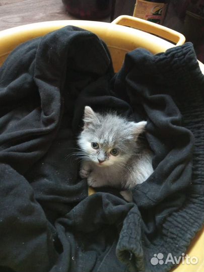 Котенок 2 месяца девочка