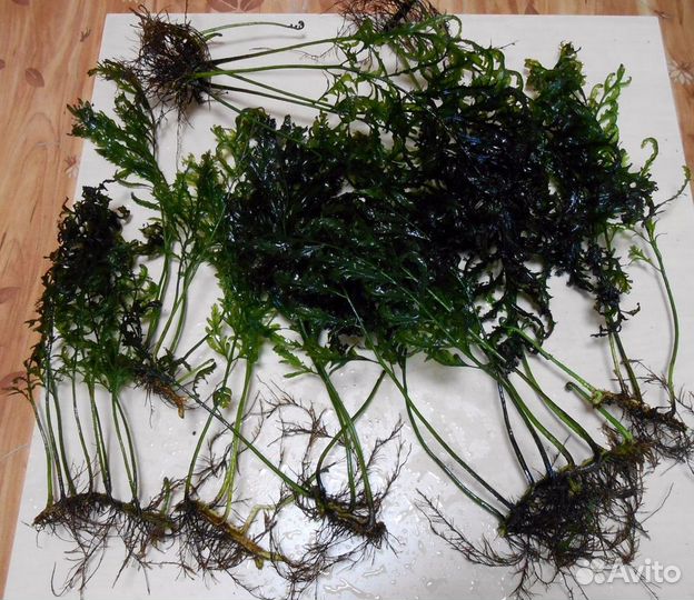 Растения,рыбы,аквариумы