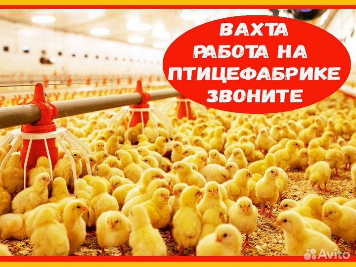 Разнорабочий Вахта Проживание/Питание Аванс еженед