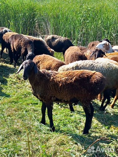 Продам ярочек эдельбаевской породы